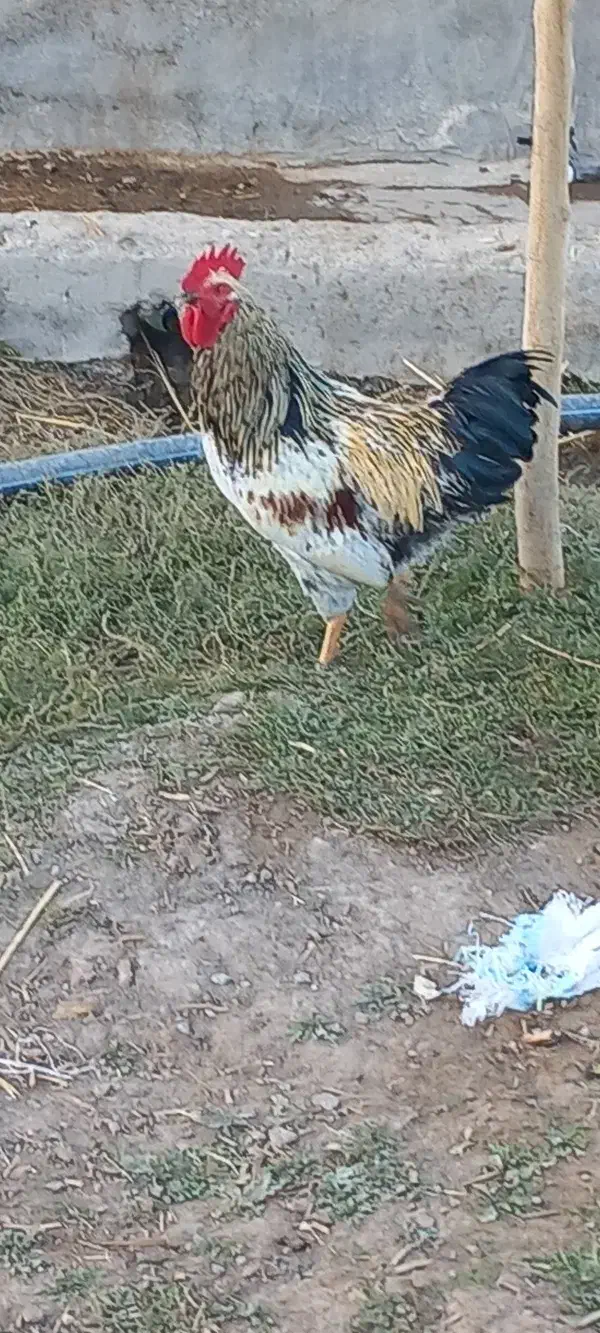 خروس محلی|حیوانات مزرعه|بافت, |دیوار