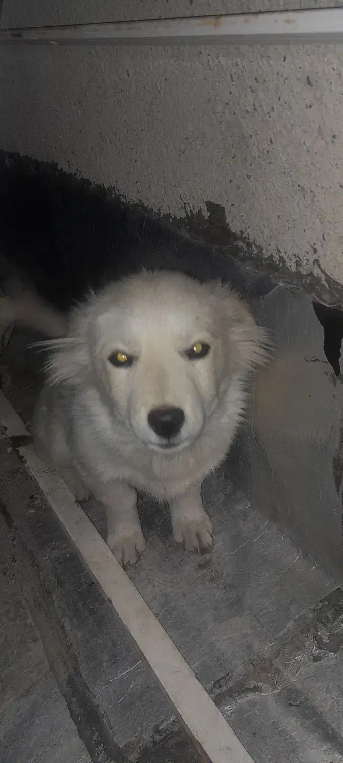 واگذاری۳۰۰۰۰۰۰تومان|سگ|تبریز, |دیوار