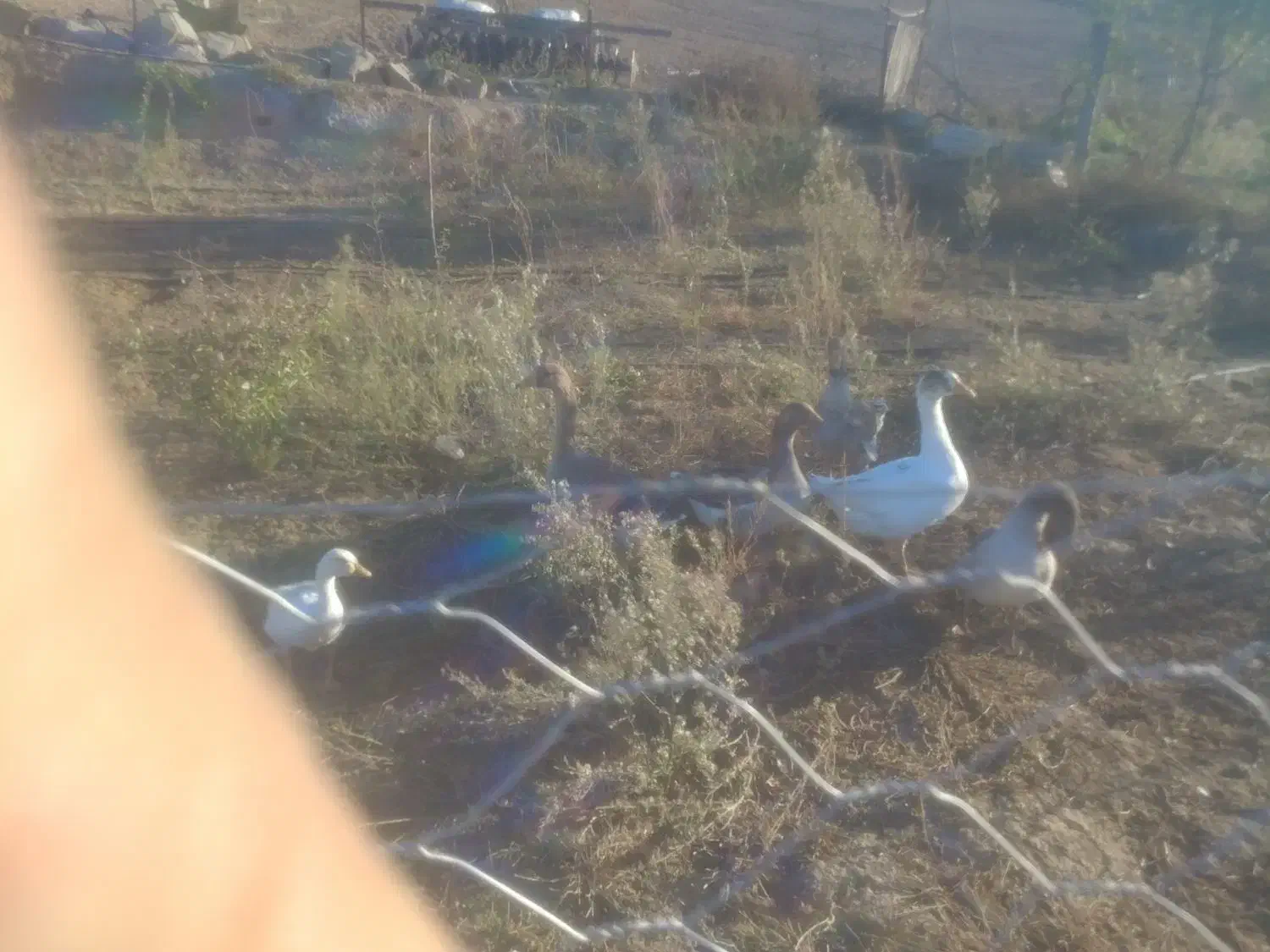 6عدد غاز گوشتی|حیوانات مزرعه|بیله سوار, |دیوار