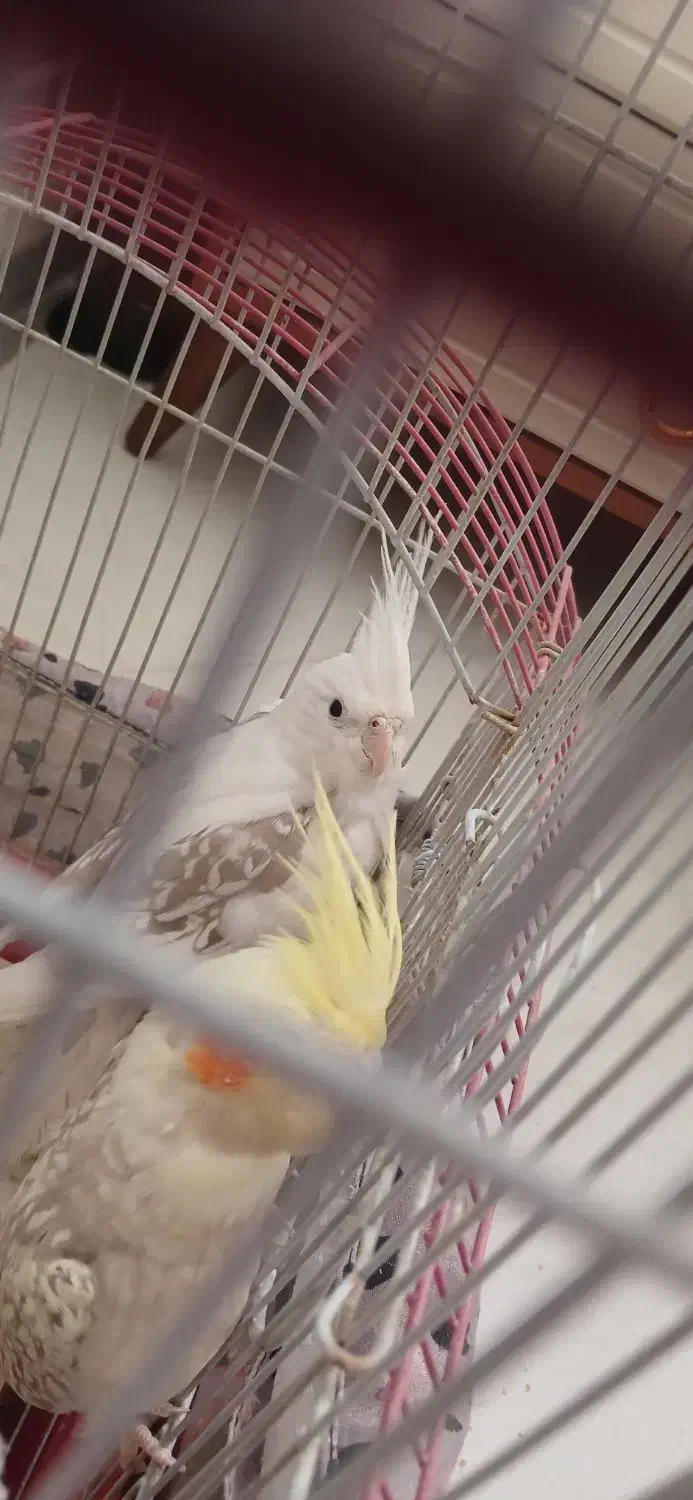 دوعدد عروسی هلندی الیبنو و لوتینو|پرنده|ری, علایین|دیوار