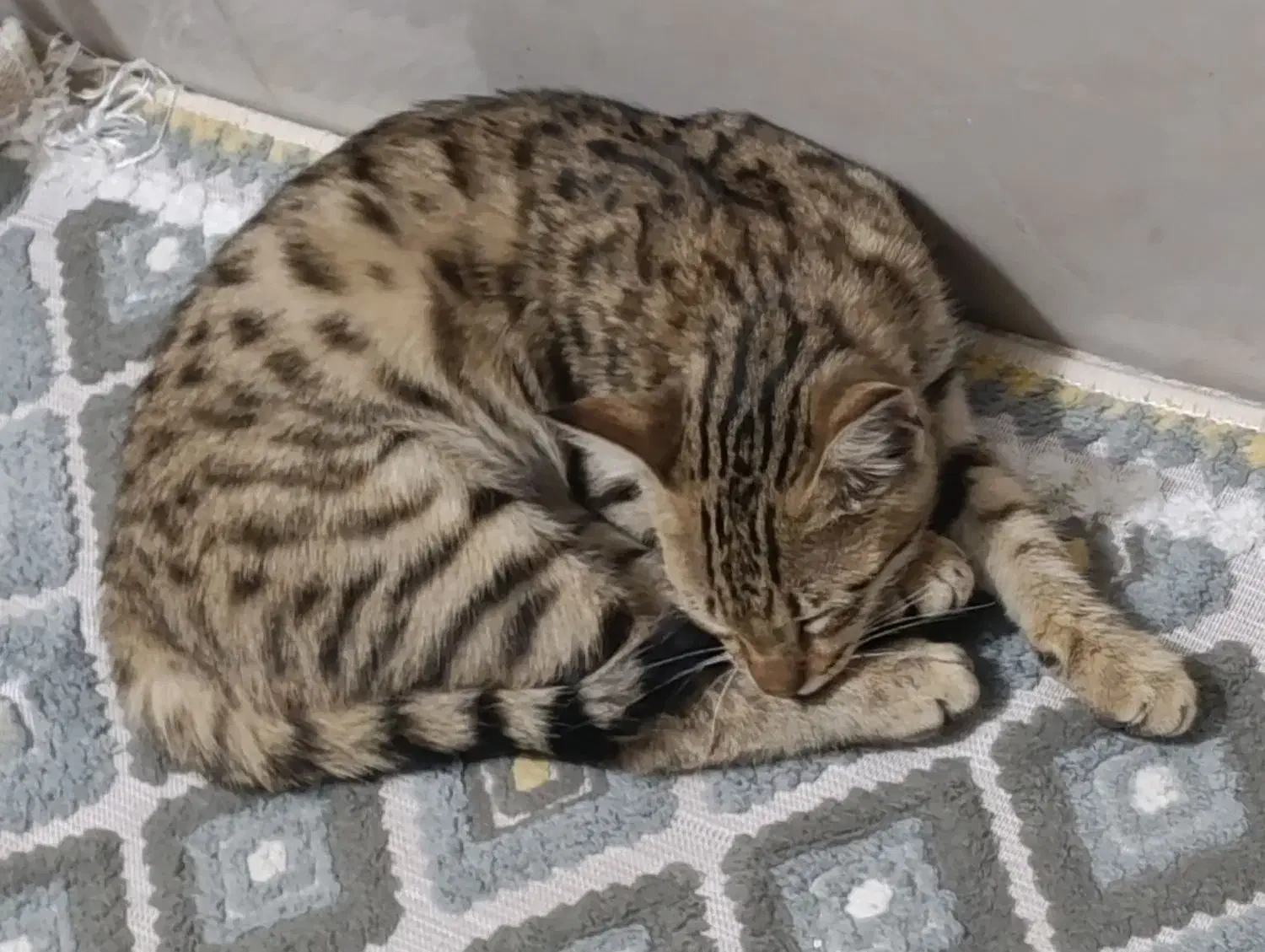 رایگان|گربه|نسیم‌شهر, |دیوار