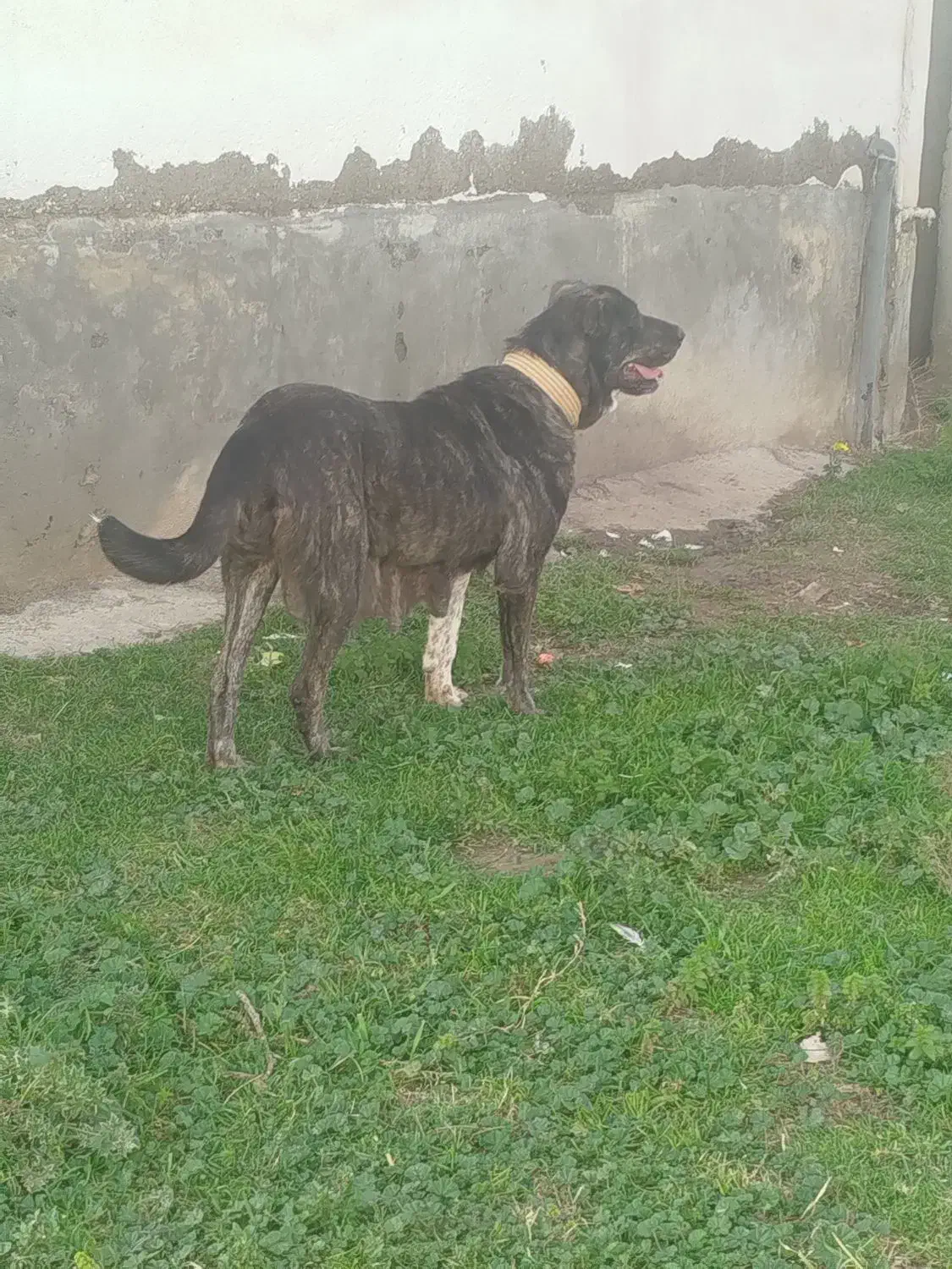 ماده|سگ|بندر ترکمن, |دیوار