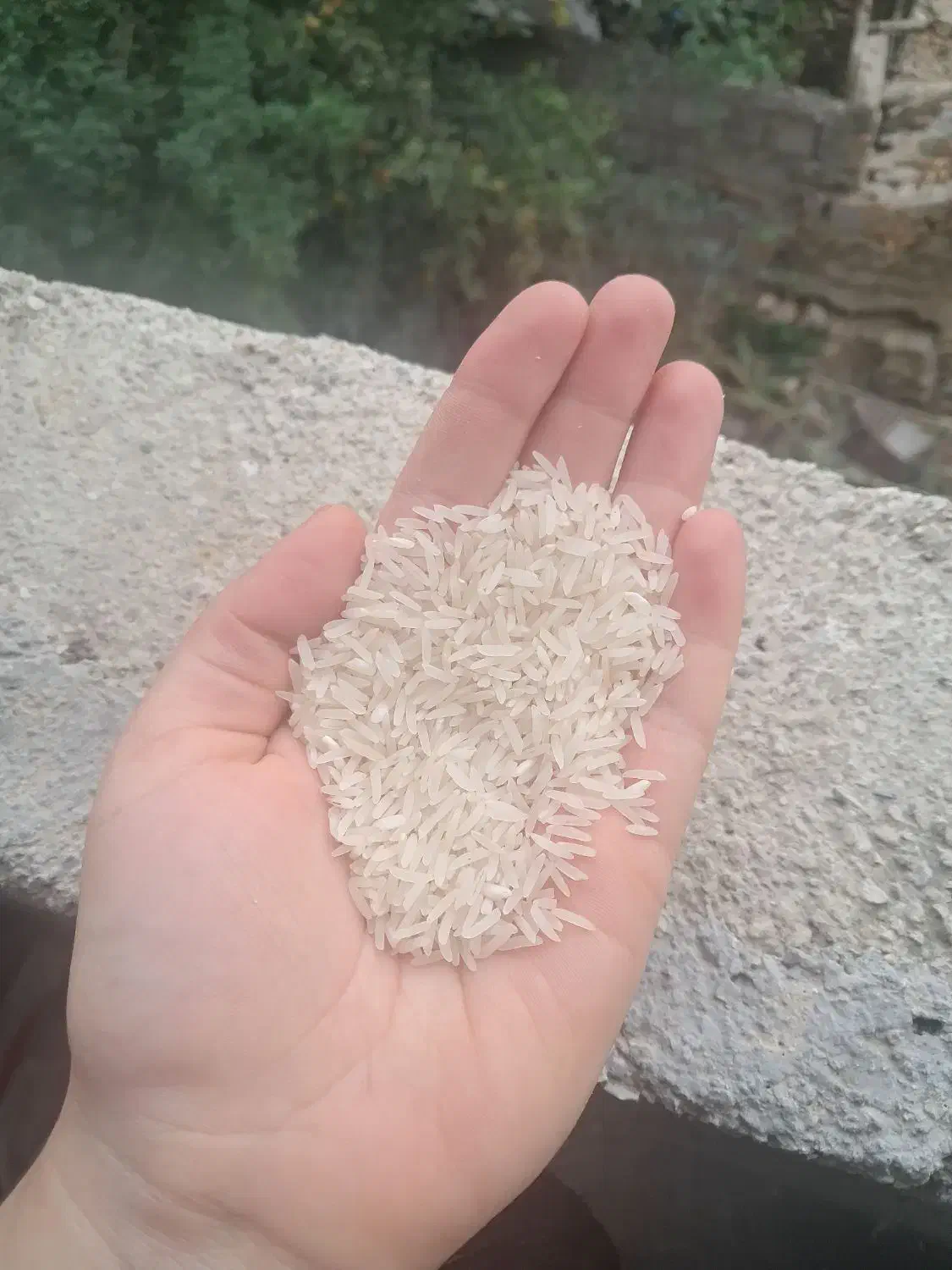 برنج طارم امساله|خوردنی و آشامیدنی|کردکوی, |دیوار