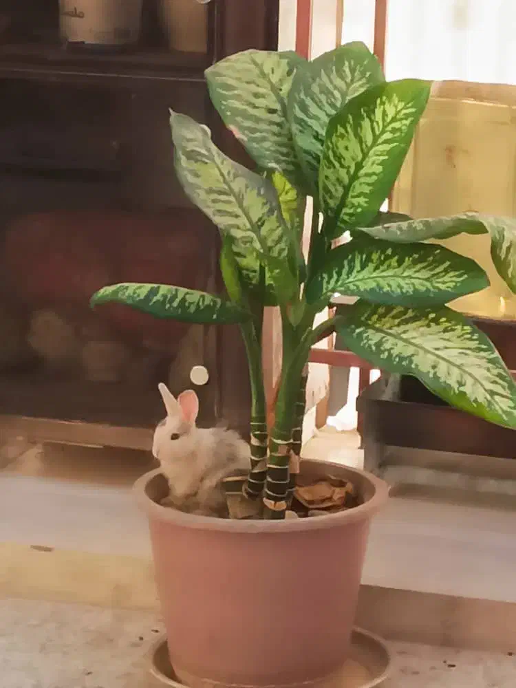 خرگوش کوچولوی بازیگوش بامزه|موش و خرگوش|شهرکرد, |دیوار