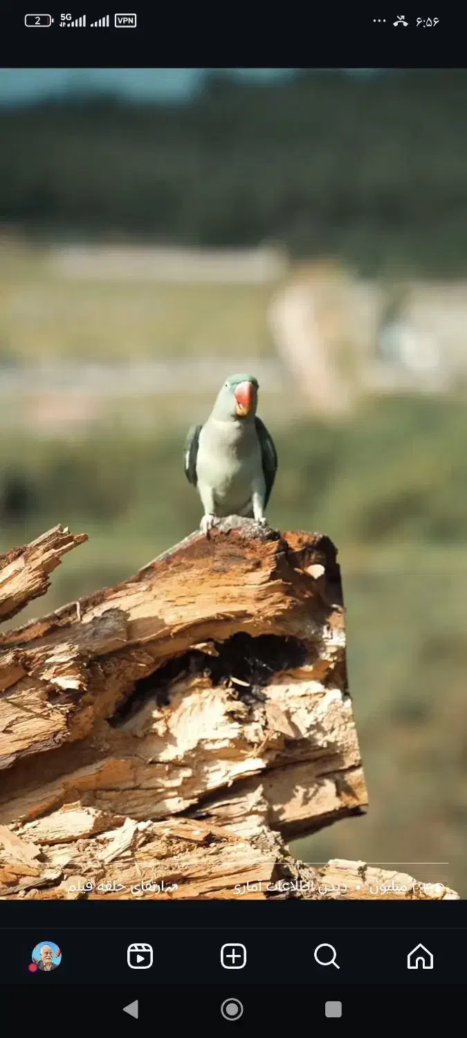 طوطی گم شده|پرنده|گرگان, |دیوار