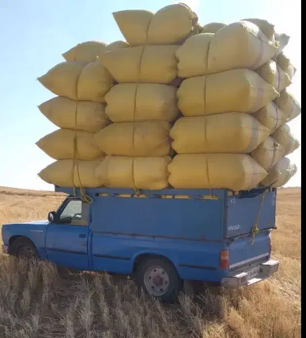 کاه گندم|لوازم جانبی حیوانات|آبدانان, |دیوار