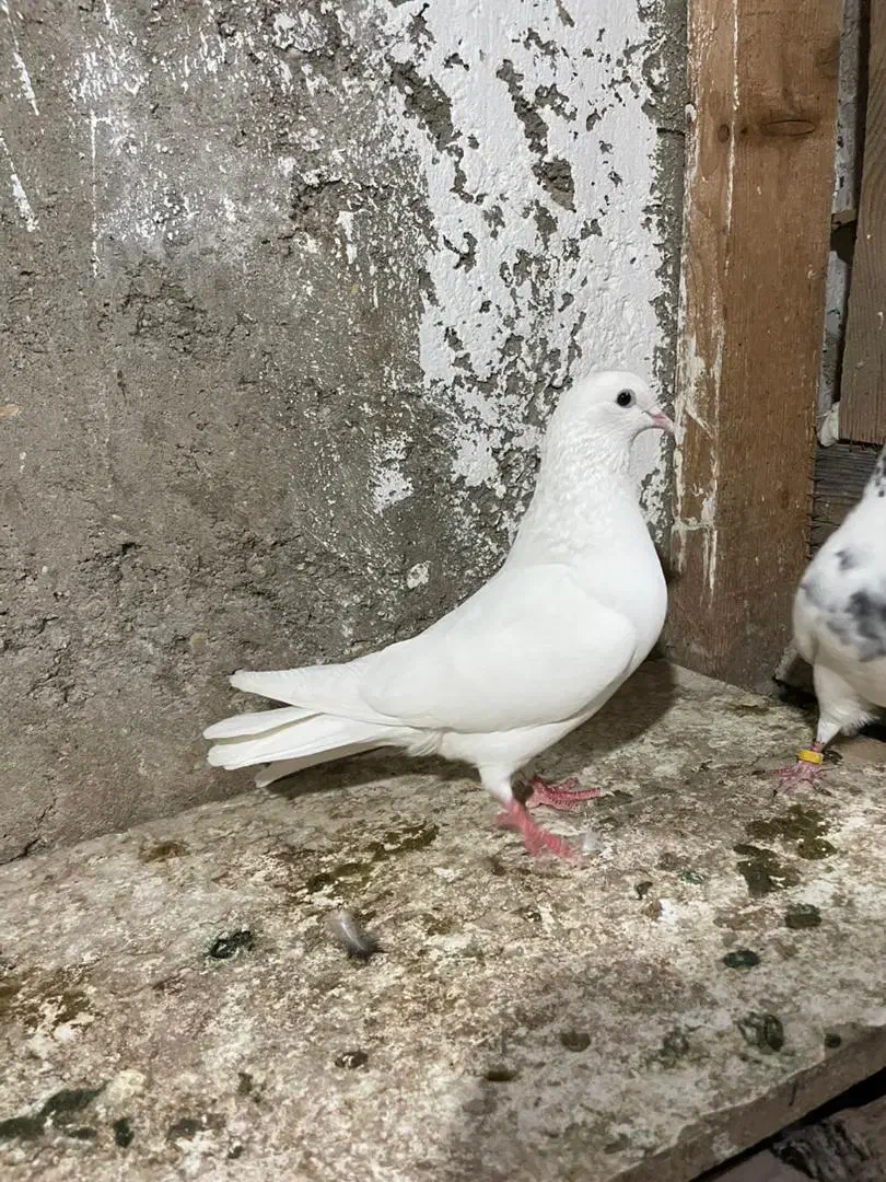 کبوتر گرهن|پرنده|قشم, |دیوار