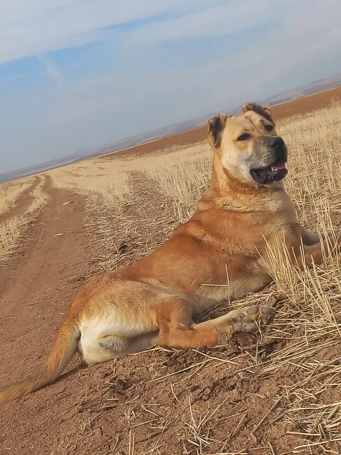 سَگ|سگ|زنجان, |دیوار