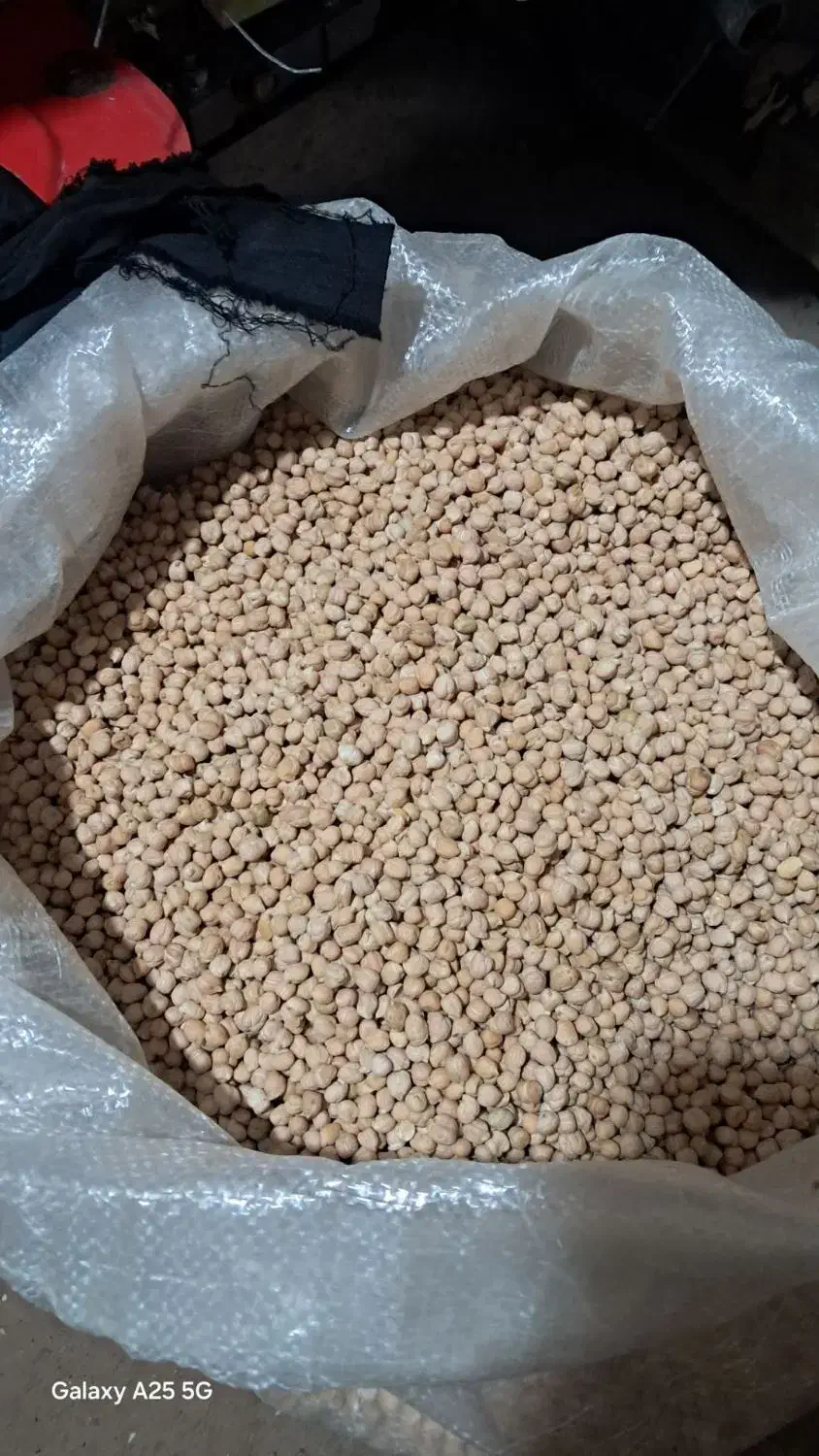 نخود دیم محلی|گل و گیاه طبیعی|تربت جام, شهید غلام زاده|دیوار