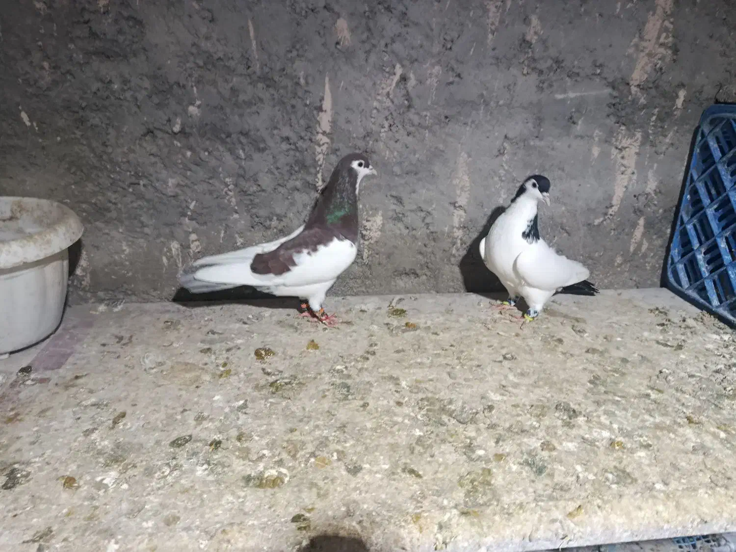 کفتر جفت گاه|پرنده|چناران, |دیوار