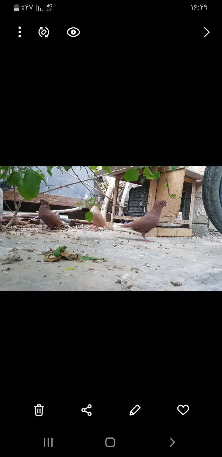 ۳تادمسفید|پرنده|امیدیه, |دیوار