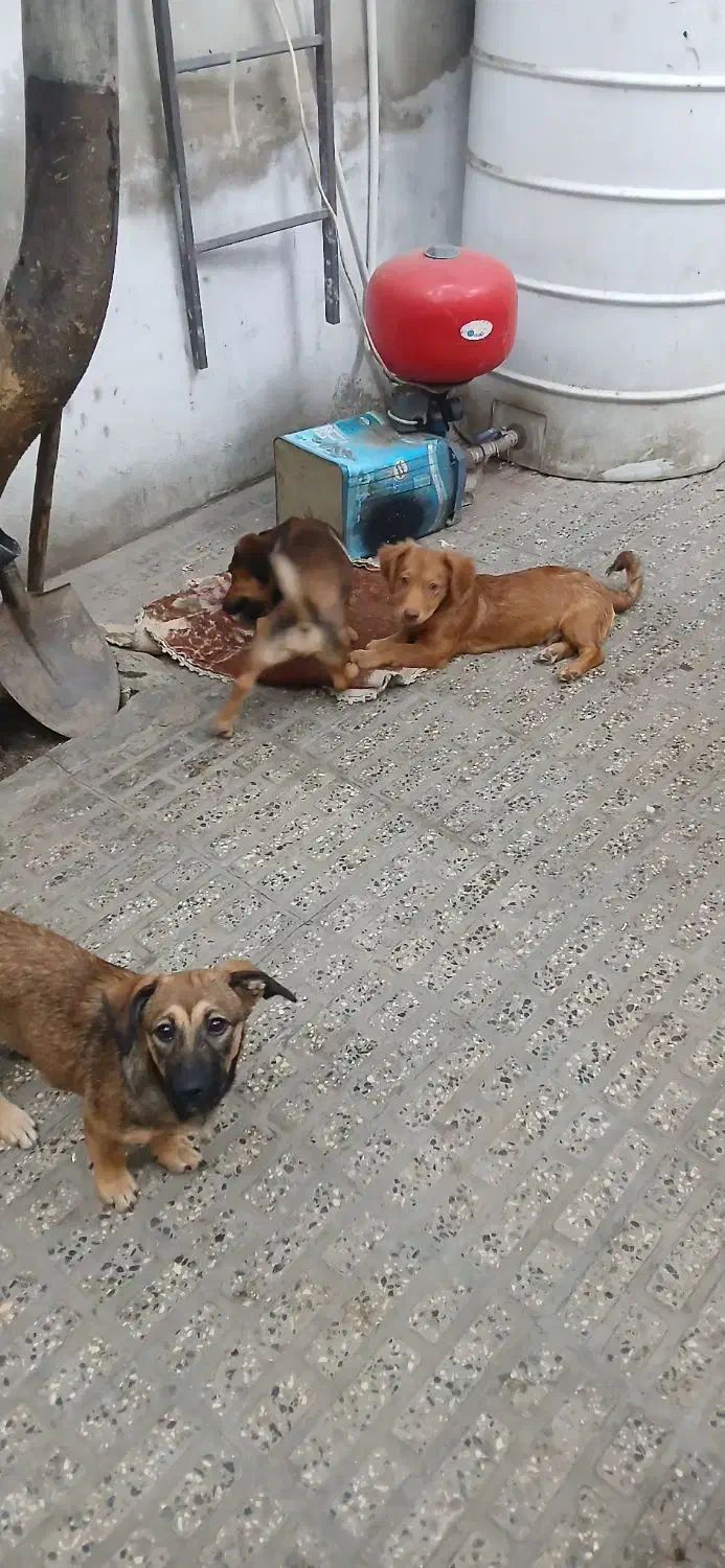 واگذاری اشپیتز|سگ|گرگان, |دیوار