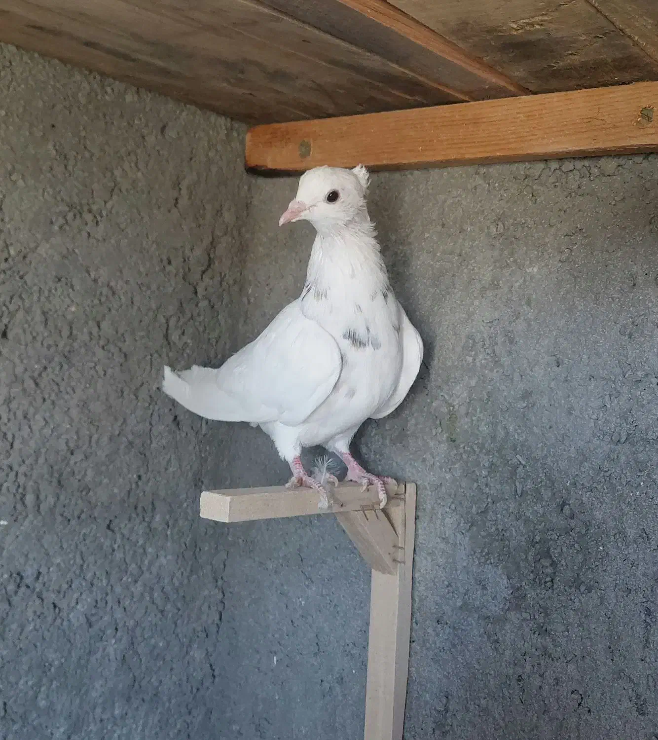 تابلو فرش ک ب و ت ر ی|تابلو فرش|فردوس (خراسان), |دیوار