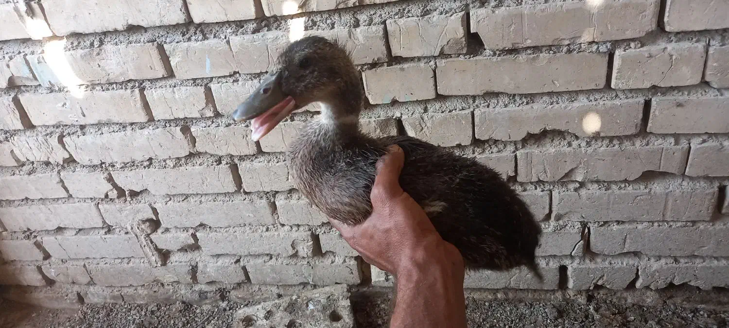 معاوضه اردک باغاز یا قوغاز|حیوانات مزرعه|کرخه, |دیوار