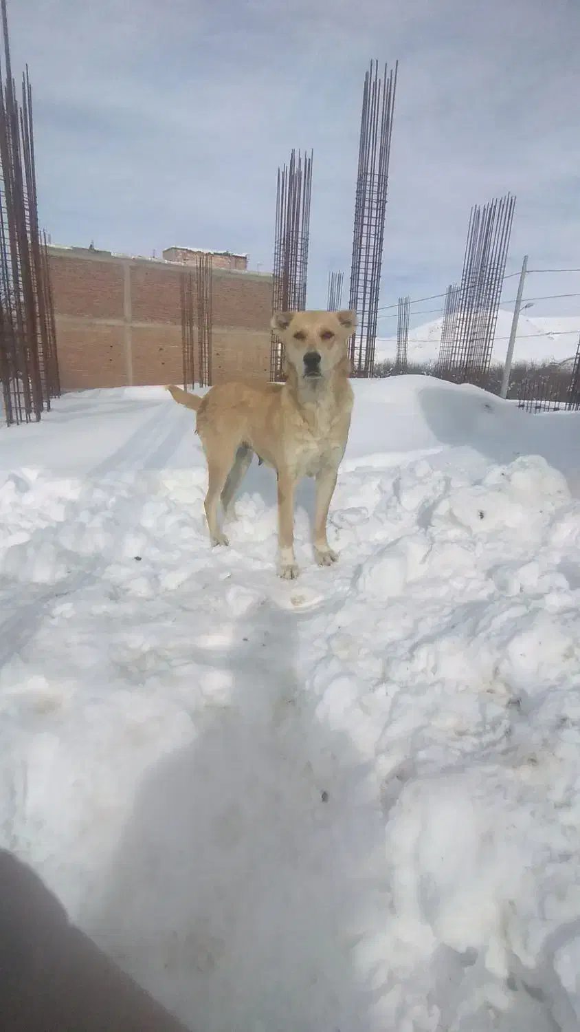 سگ گوسفندی دهن پاک|سگ|لیلان, |دیوار