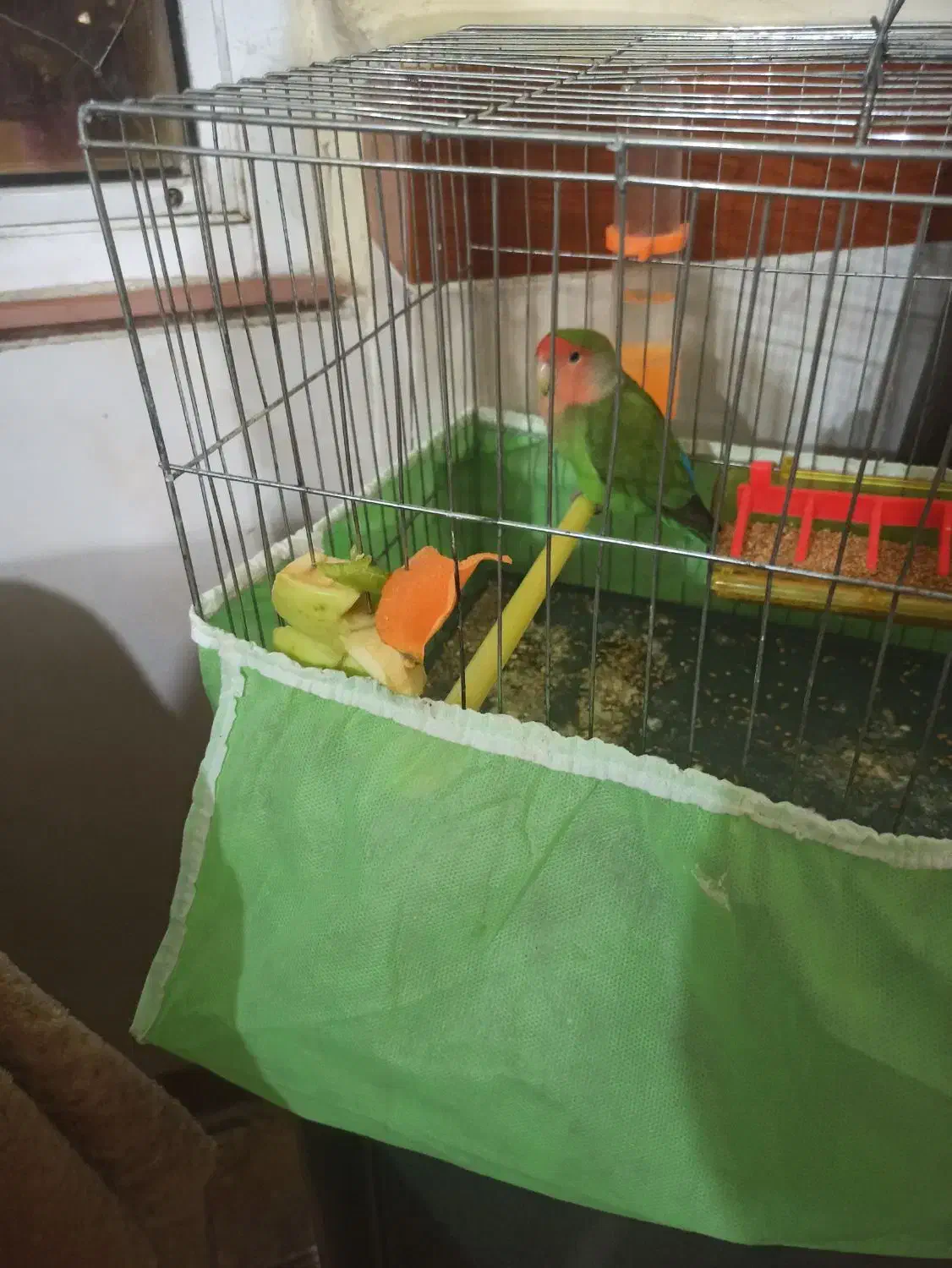 مرغ عشق و طوطی برزیلی|پرنده|کرمانشاه, |دیوار