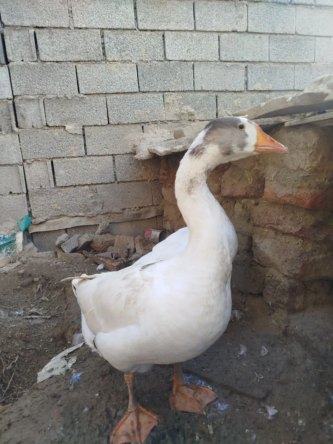 غاز|حیوانات مزرعه|گمیشان, |دیوار