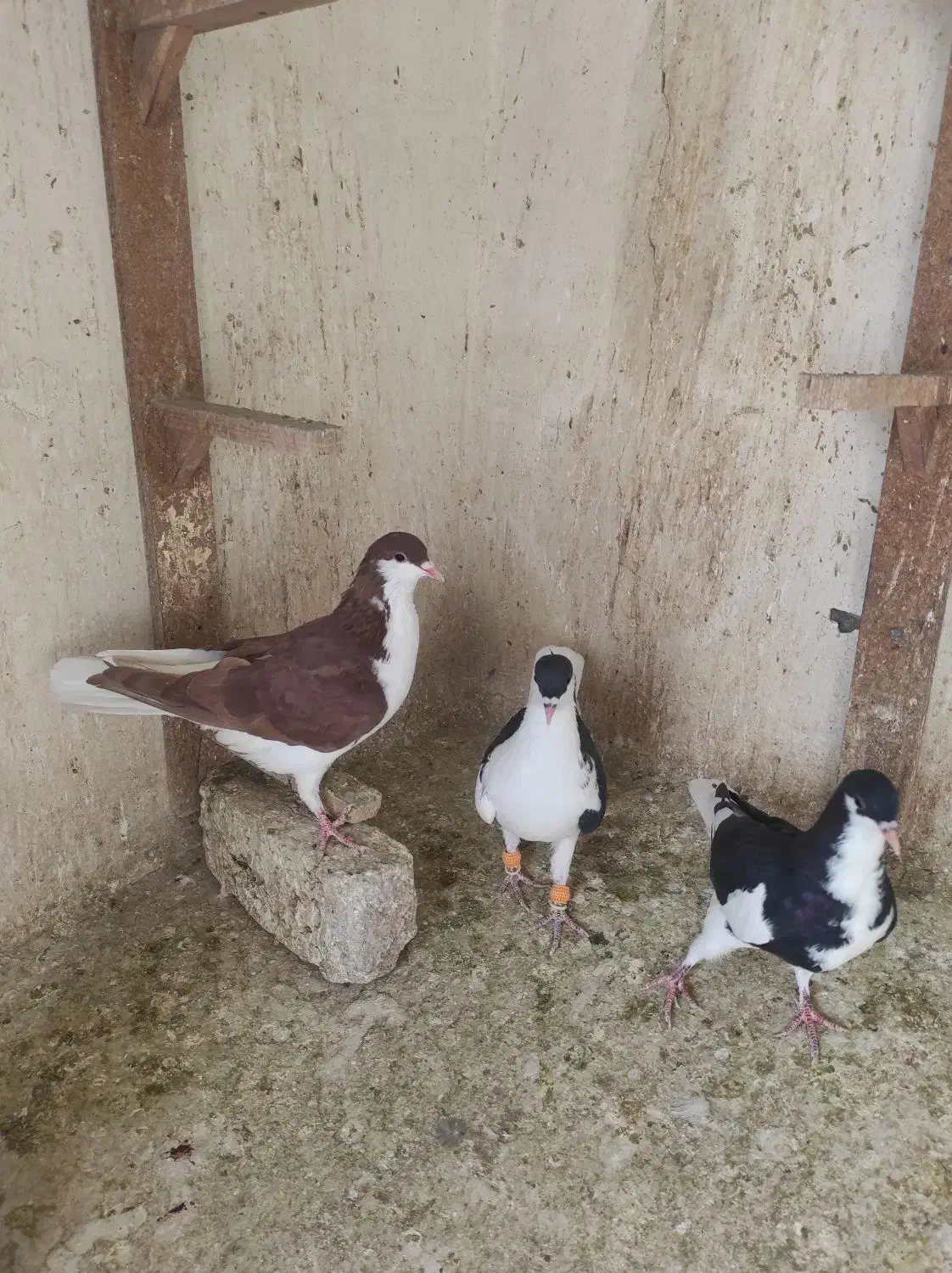 کبوتر|پرنده|اقبالیه, |دیوار