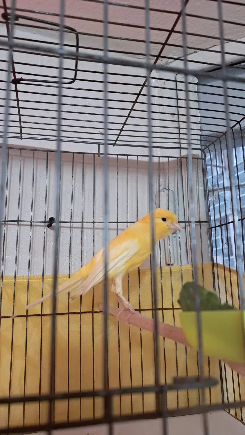 قناری  فروشی|پرنده|رشت, دیلمان|دیوار