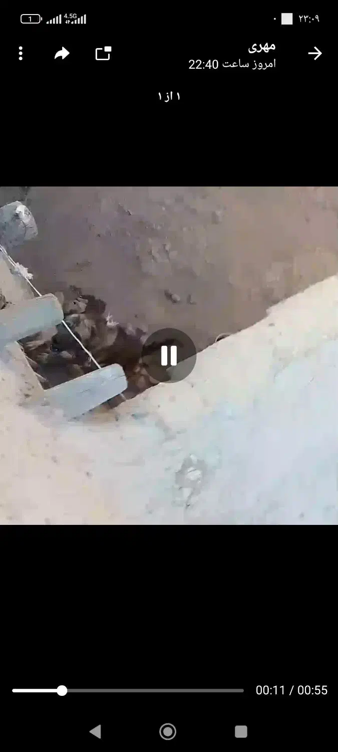 سگ گله ای|سگ|ورزقان, |دیوار