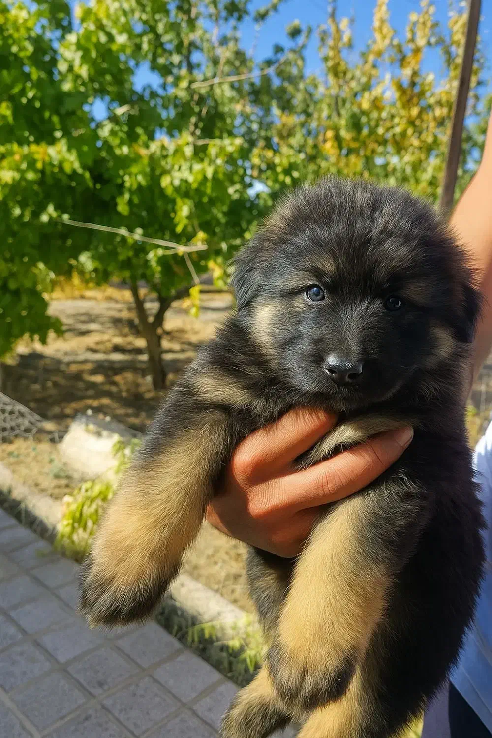 توله سگ ژرمن بلک فیس|سگ|کرمان, |دیوار