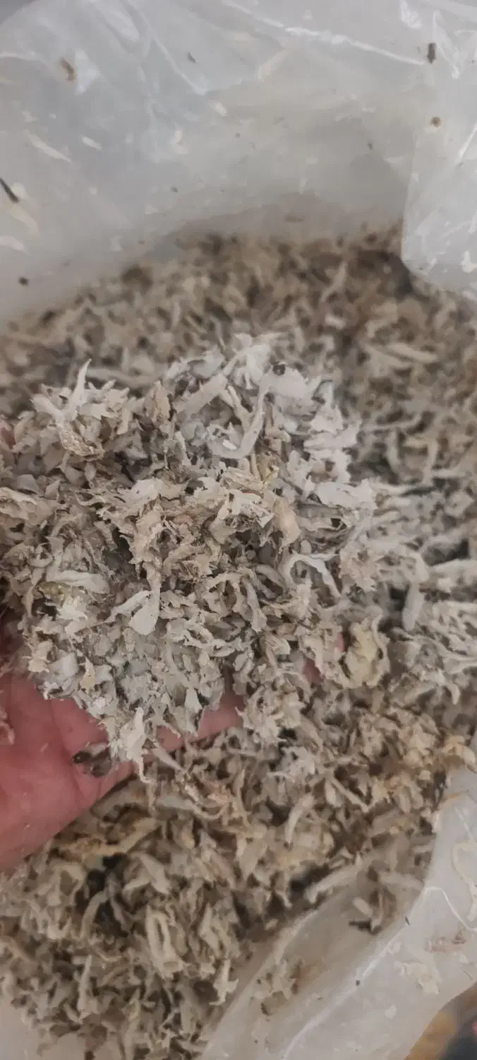 تفاله چغندر|لوازم جانبی حیوانات|مرودشت, بیست متری بیمارستان|دیوار