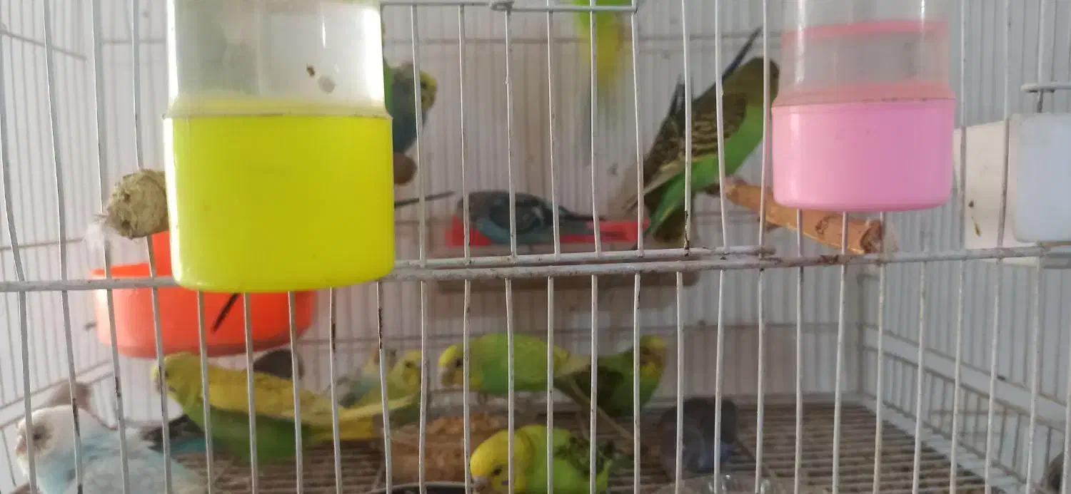 مرغ عشق جوانه|پرنده|خواف, |دیوار