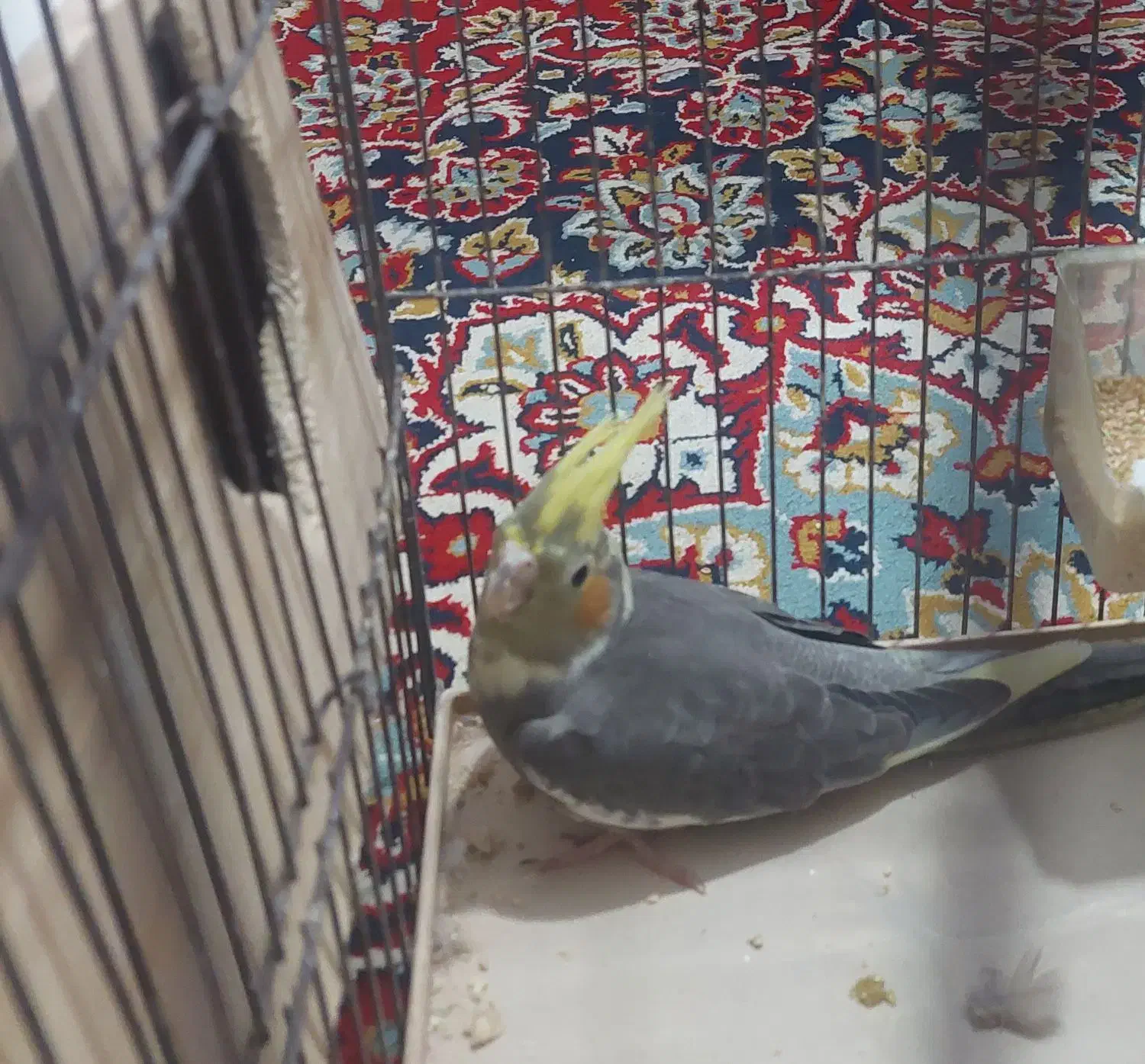 جوجه عروس هلندی|پرنده|کازرون, |دیوار