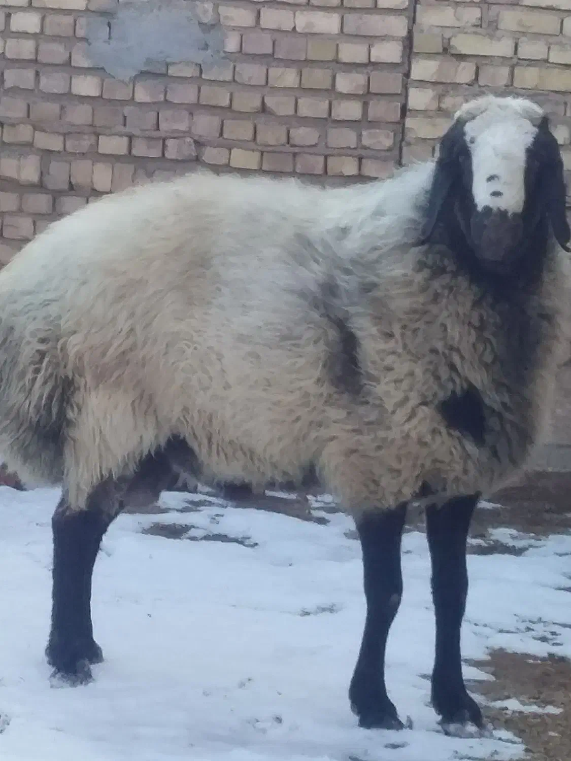 خاص پسند جنس درجه یک|حراج|خرمدشت, |دیوار