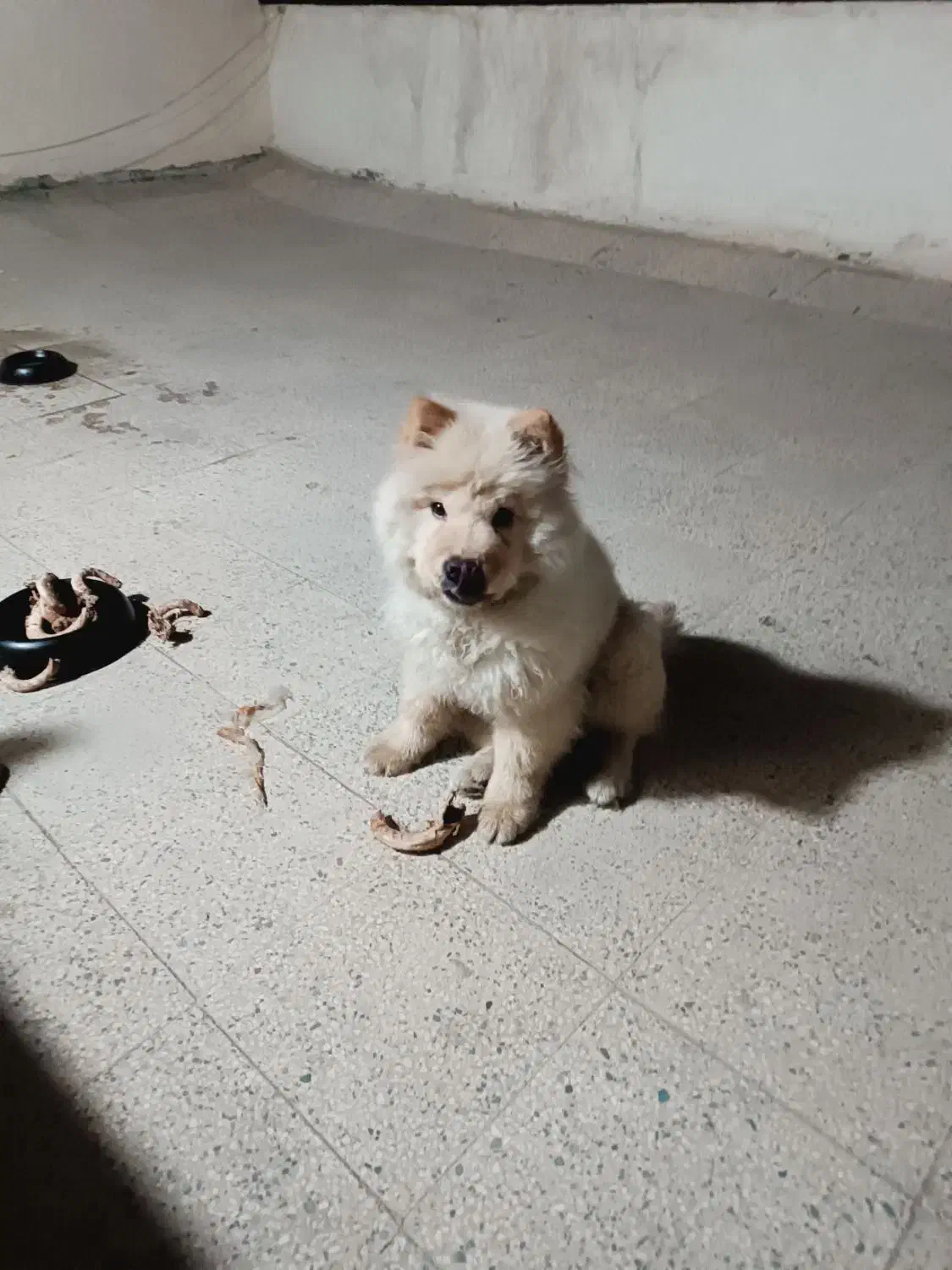 سگ چاوچاو|سگ|مشکین‌دشت, |دیوار