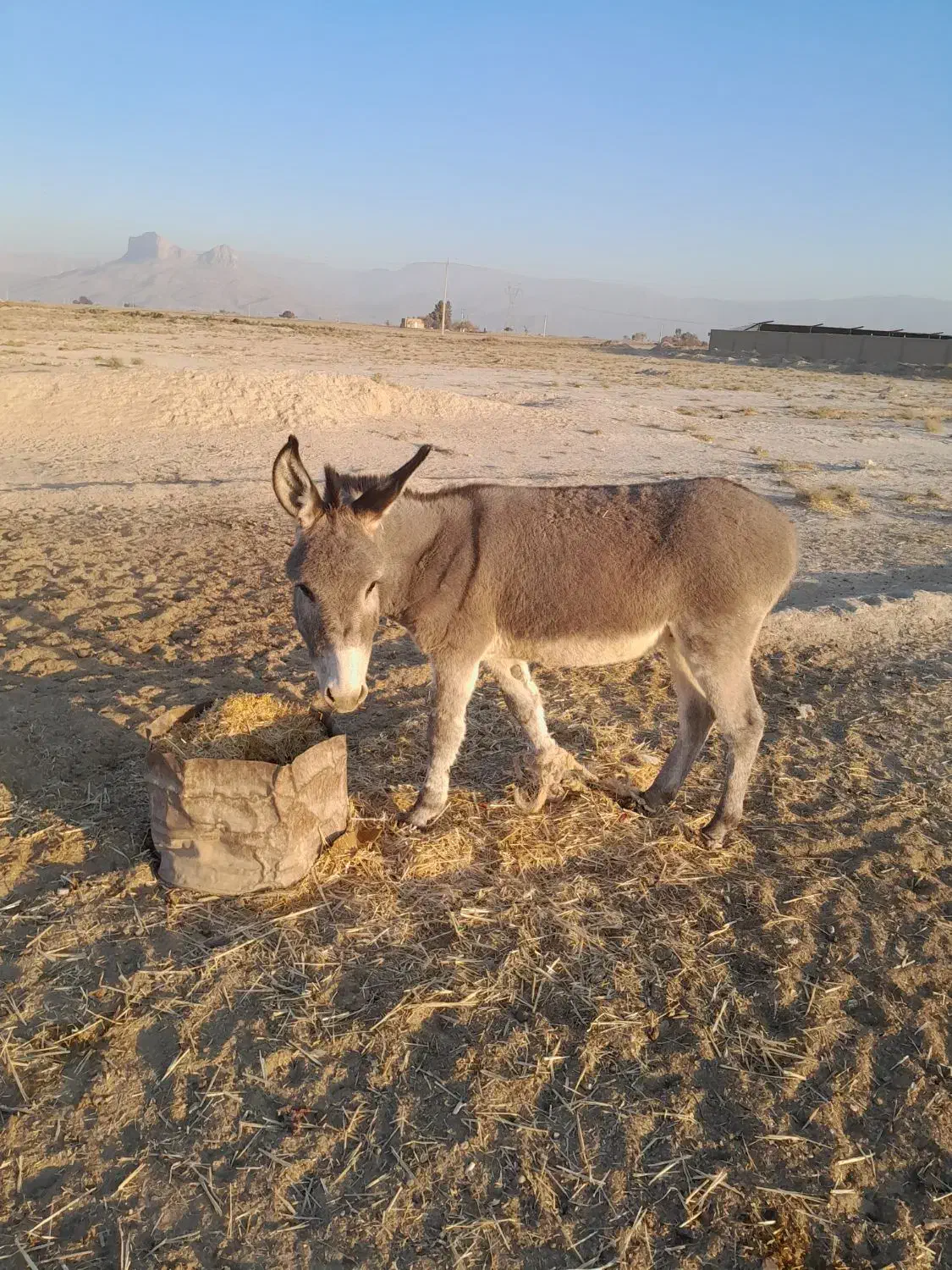 خر گله جوان|حیوانات مزرعه|مرودشت, ده بید|دیوار