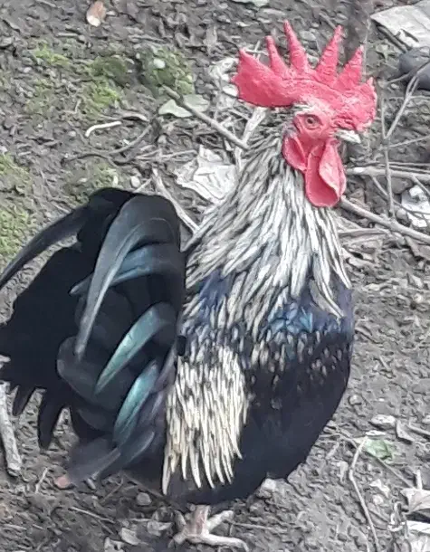 خروس مینیاتوری|حیوانات مزرعه|فریدونکنار, |دیوار