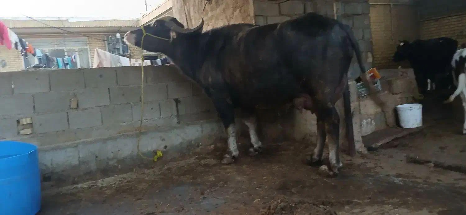 گاومیش شیری درجه یک|حیوانات مزرعه|سوسنگرد, |دیوار