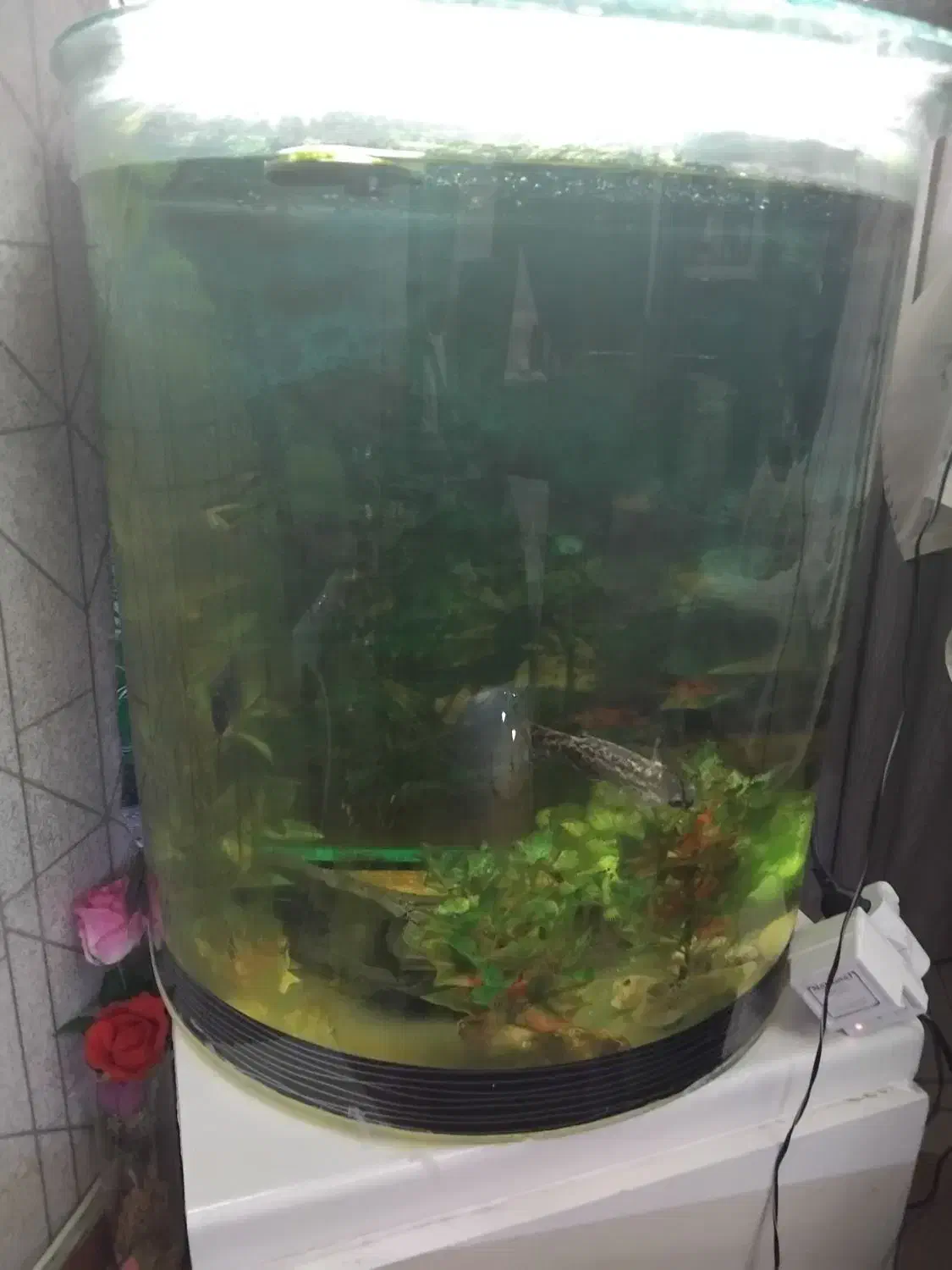 آکواریوم خمیده با تجهیزات کامل و ماهی|ماهی|تهران, مولوی|دیوار