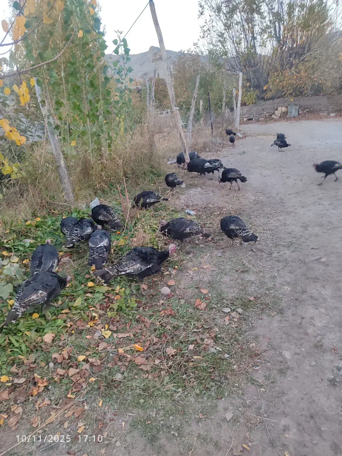 بوقلمون کاملا طبیعی و اورگانیک|حیوانات مزرعه|مشگین شهر, |دیوار