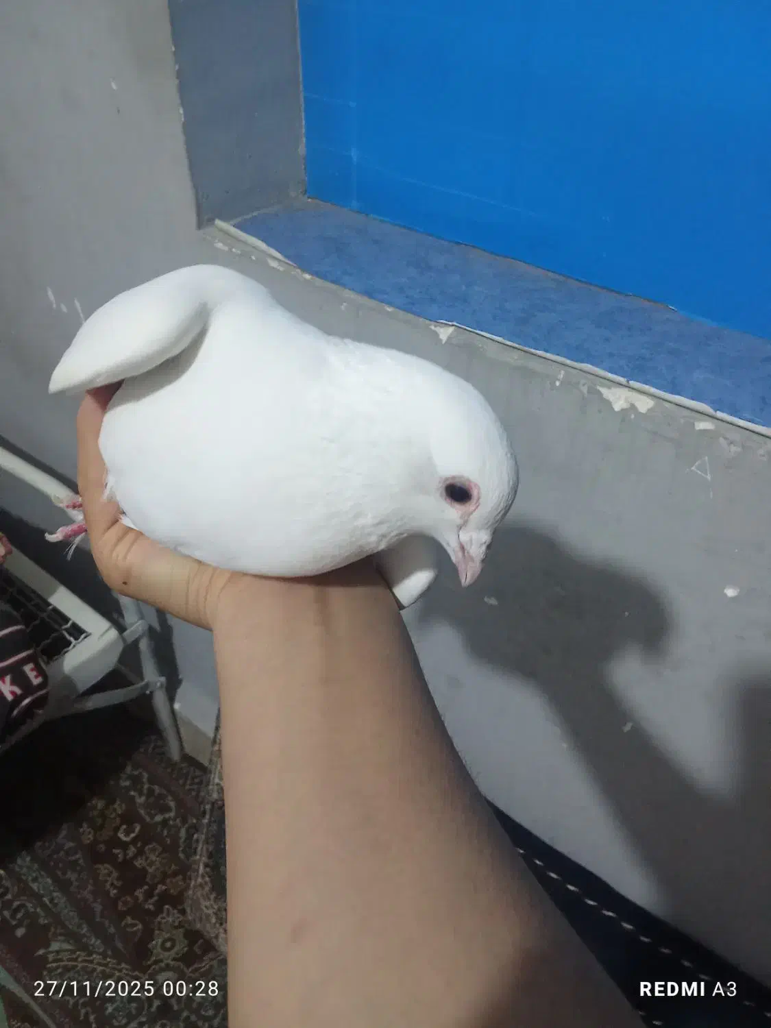 ساعت مچی|ساعت|زابل, |دیوار