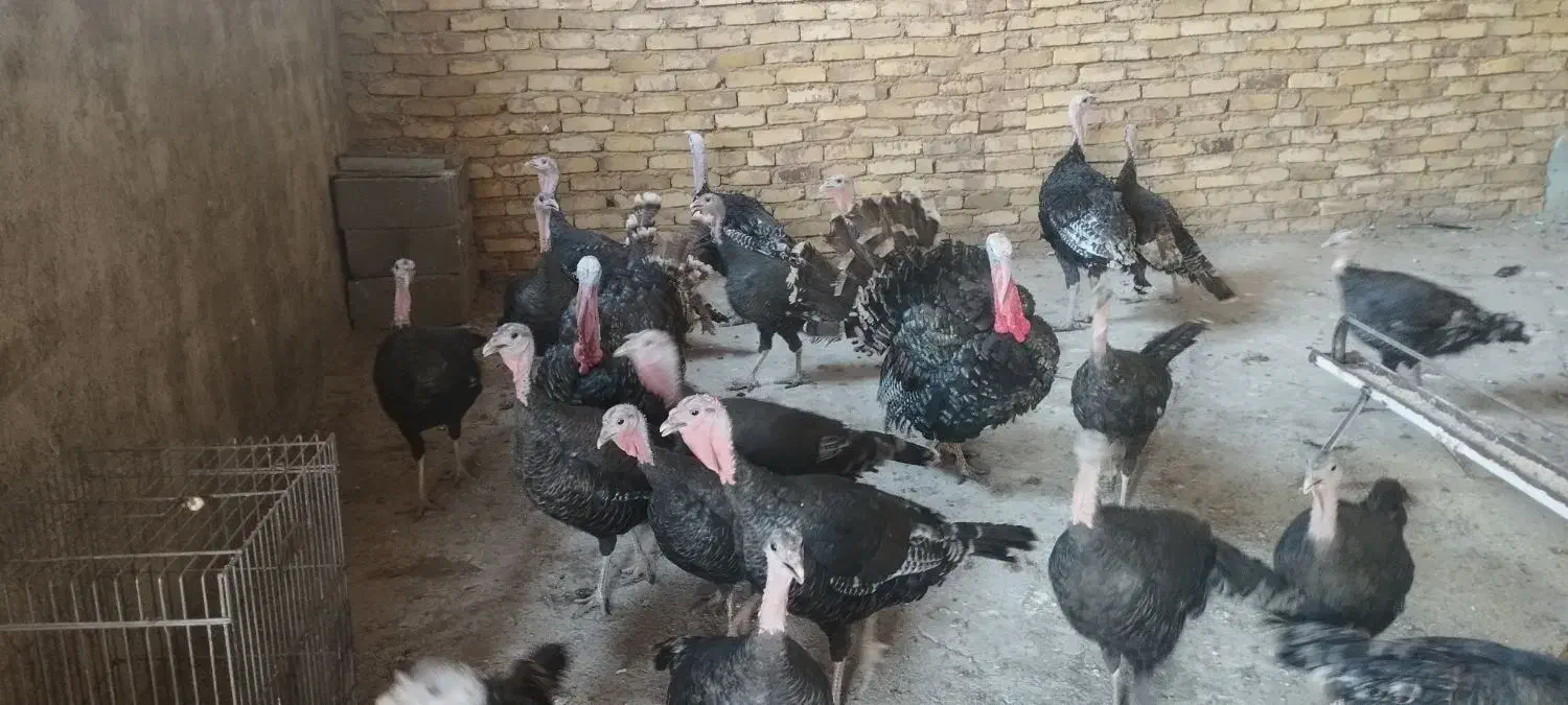 فروش بوقلمون|حیوانات مزرعه|پلنگ آباد, |دیوار