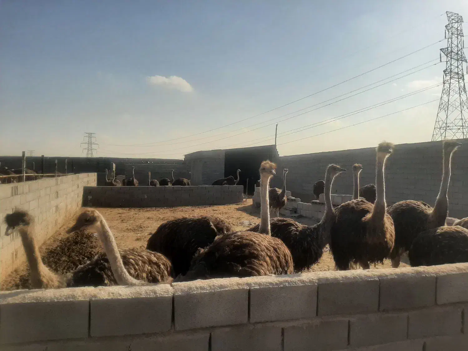 شترمرغ|حیوانات مزرعه|مشهد, رده|دیوار