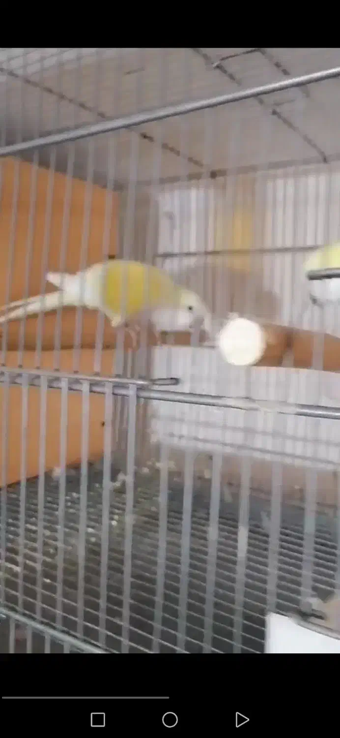 فروشی|پرنده|پیشوا, |دیوار