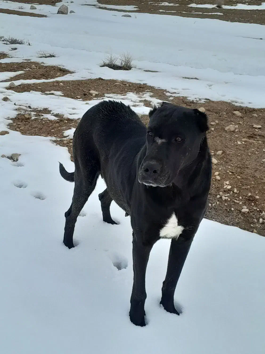 سگ ماده|سگ|شیروان (خراسان), |دیوار