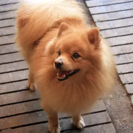 واگذاری سگ پامرین|سگ|ایوان, |دیوار