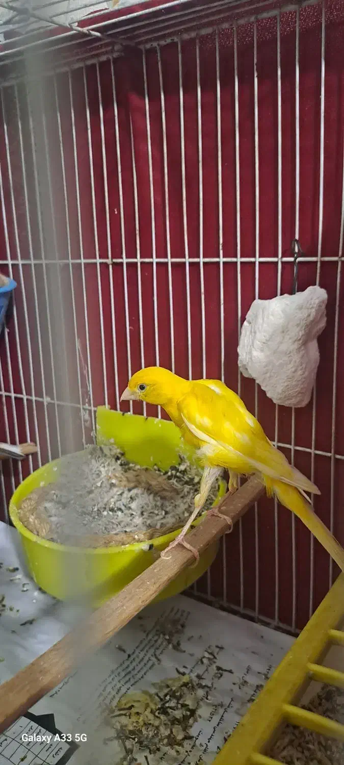 قناری جفت جیور وفر با جوجه هاشون|پرنده|مشهد, خواجه ربیع|دیوار
