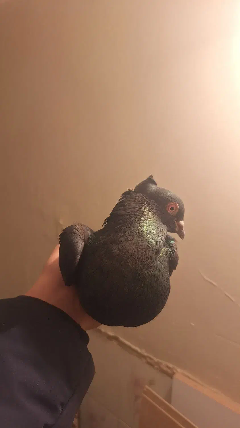 کفتر یه دونه نر زاغ|پرنده|فولادشهر, فولادشهر|دیوار