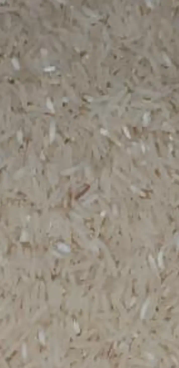 برنج فجر یک ونیم تن|حراج|گنبد کاووس, |دیوار