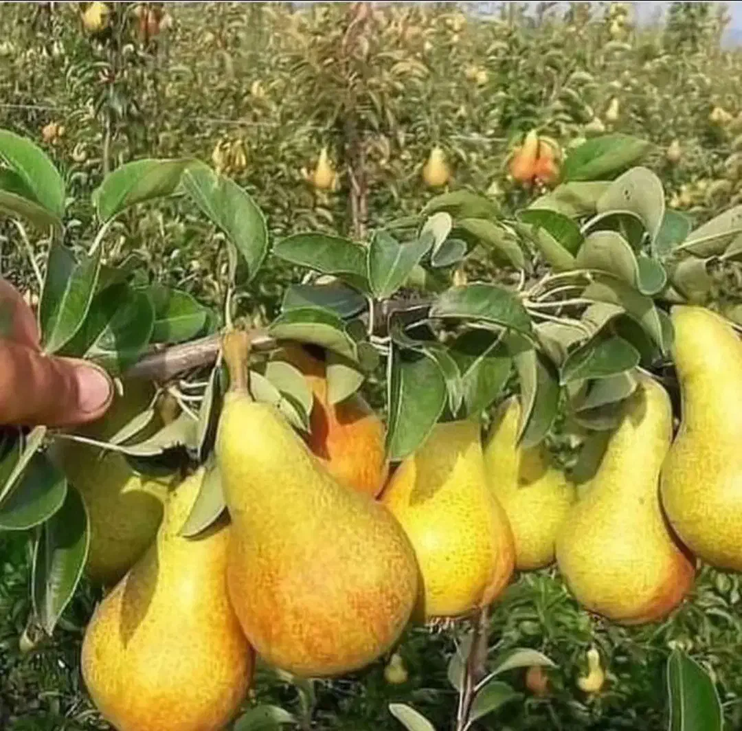 نهال بادام ومیوه|گل و گیاه طبیعی|کوهدشت, |دیوار