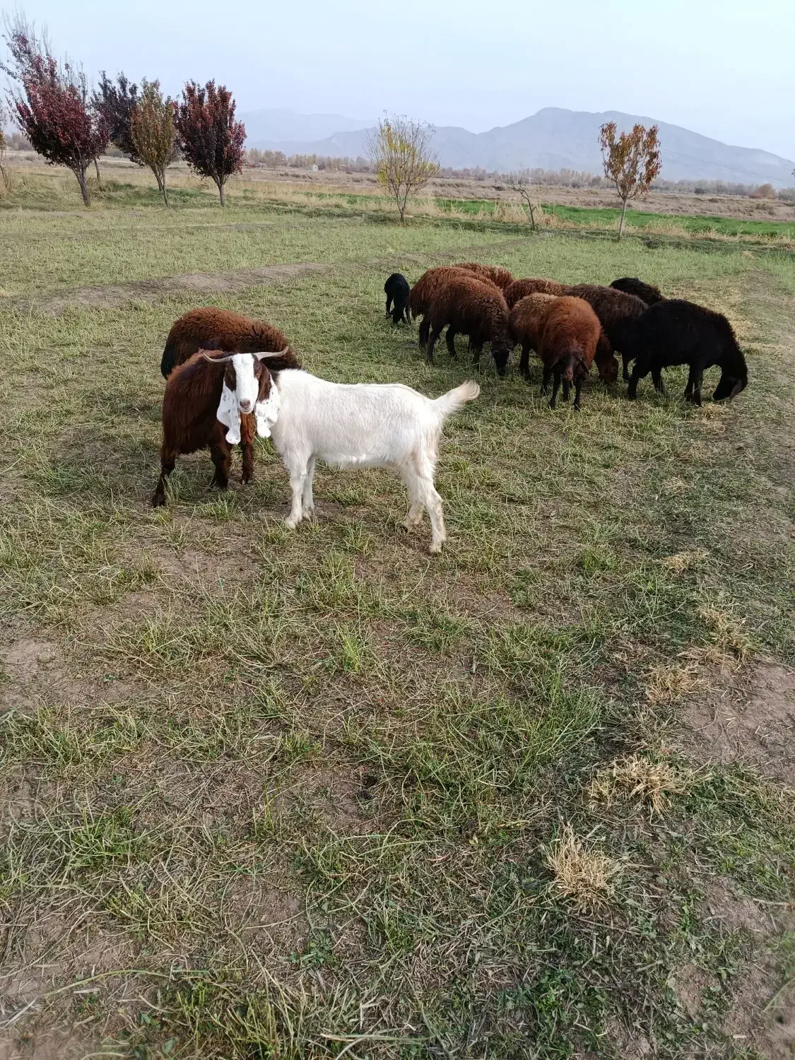 بز شش ماهه|حیوانات مزرعه|تبریز, |دیوار