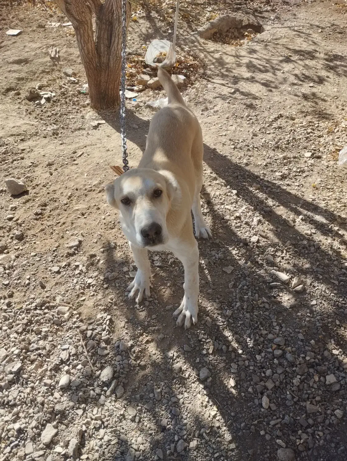 توله ی الابای|سگ|سیرجان, |دیوار