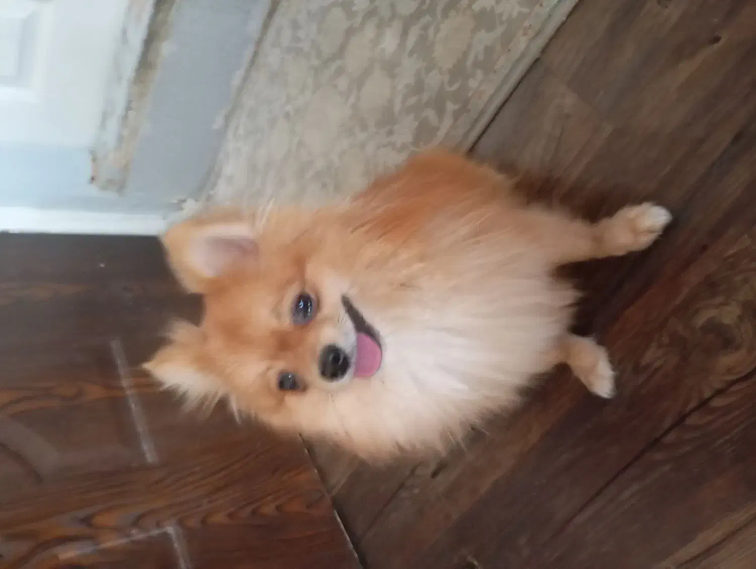 سگ پامرانین|سگ|شاهینشهر, خانه کارگر|دیوار