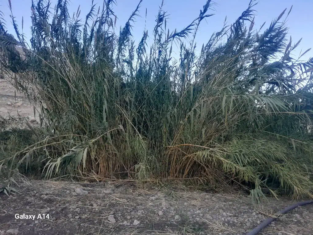 فروش( نی )دوساله درجه یک|عمده‌فروشی|پلدختر, |دیوار