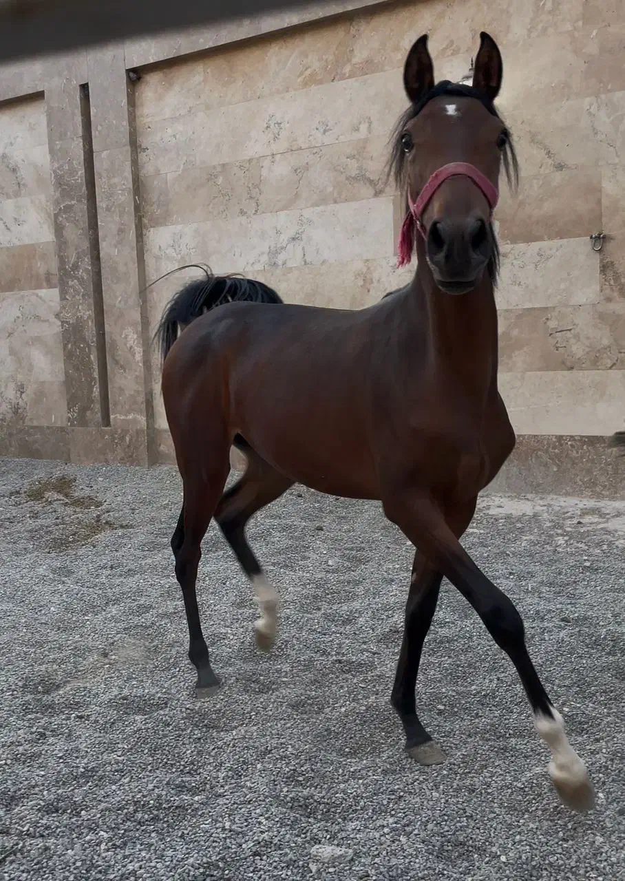 فروش کره نریان شجره دار|اسب و تجهیزات اسبسواری|ساوه, |دیوار